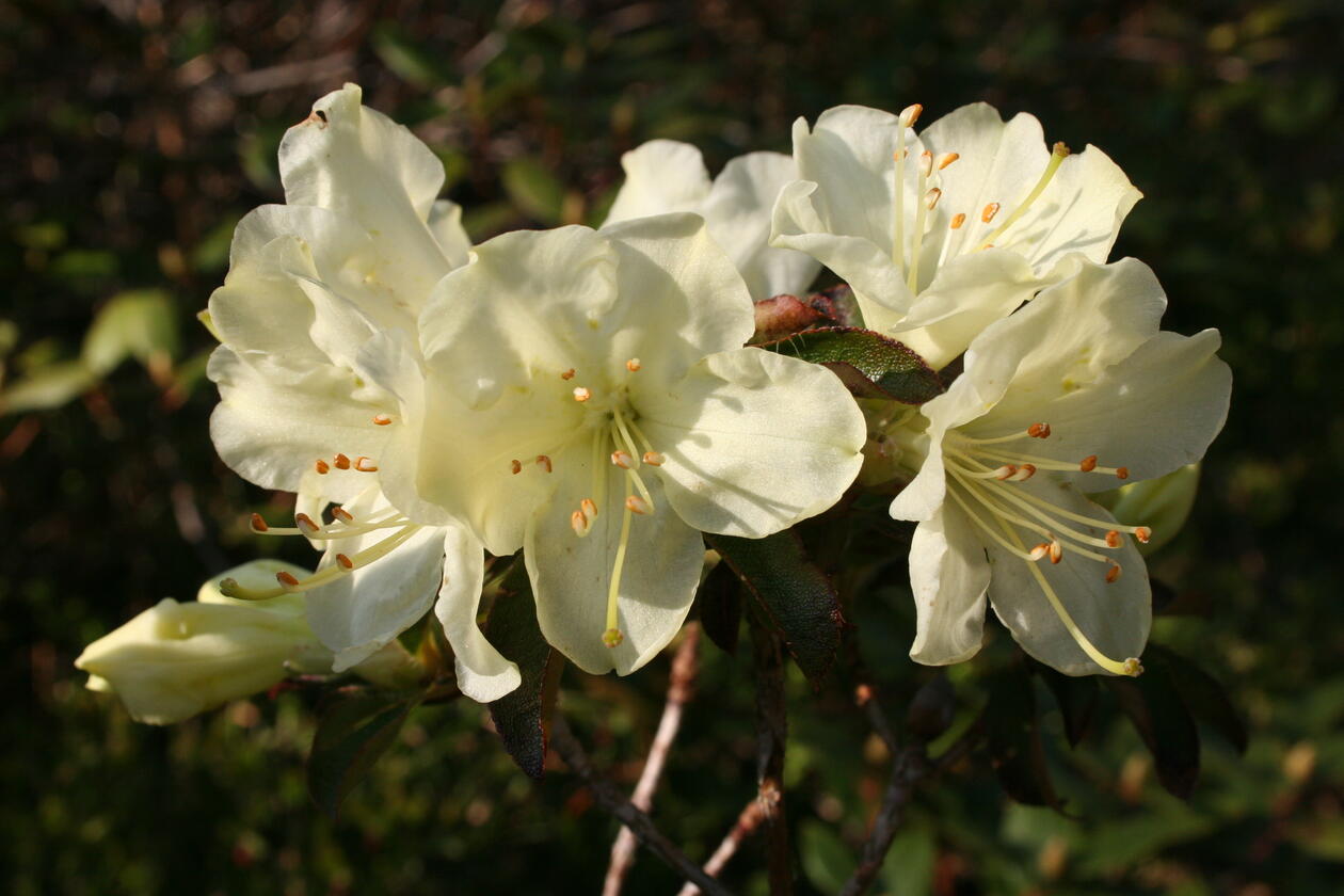Rhododendron fletcherianum