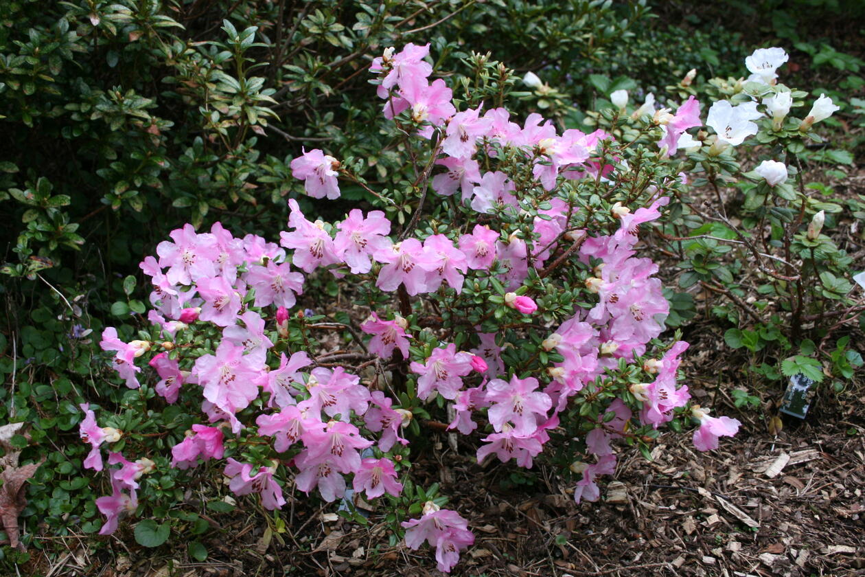 Rhododendron dendrocharis