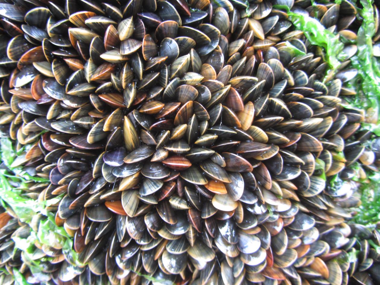 A colony of mussels 
