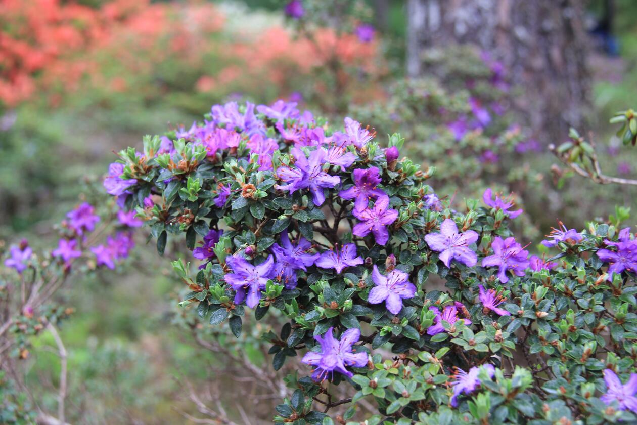 Rhododendron nitidulum var. omeiense