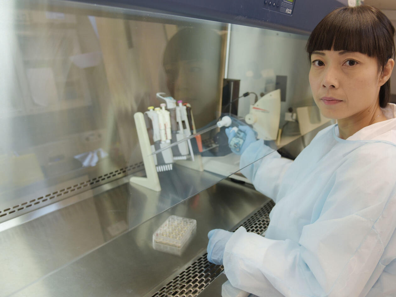 Kristina Xiao Liang rekonstruerer mitokondriesykdom ved hjelp av stamceller. Foto: Kim E. Andreassen/ Universitetet i Bergen