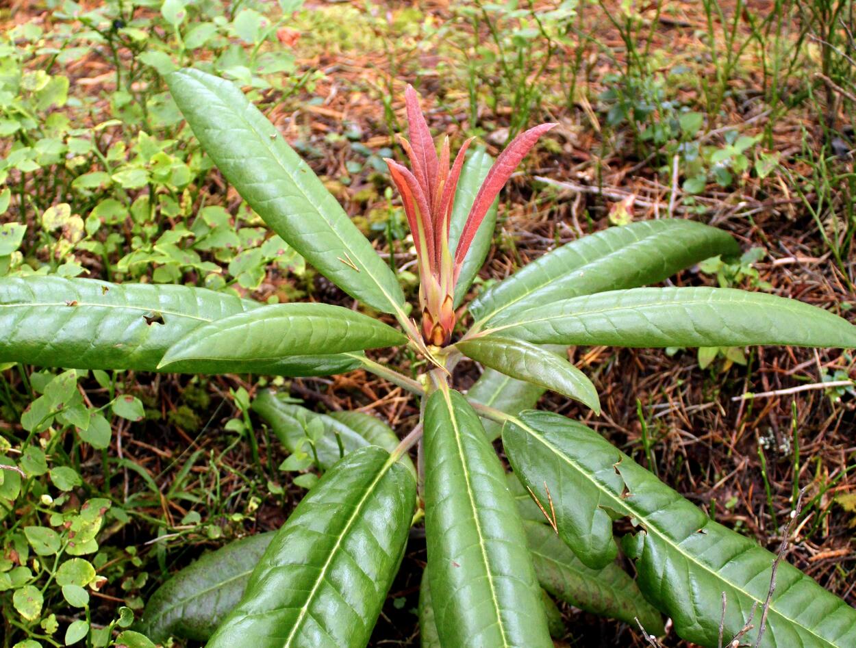 Rhododendron magniflorum