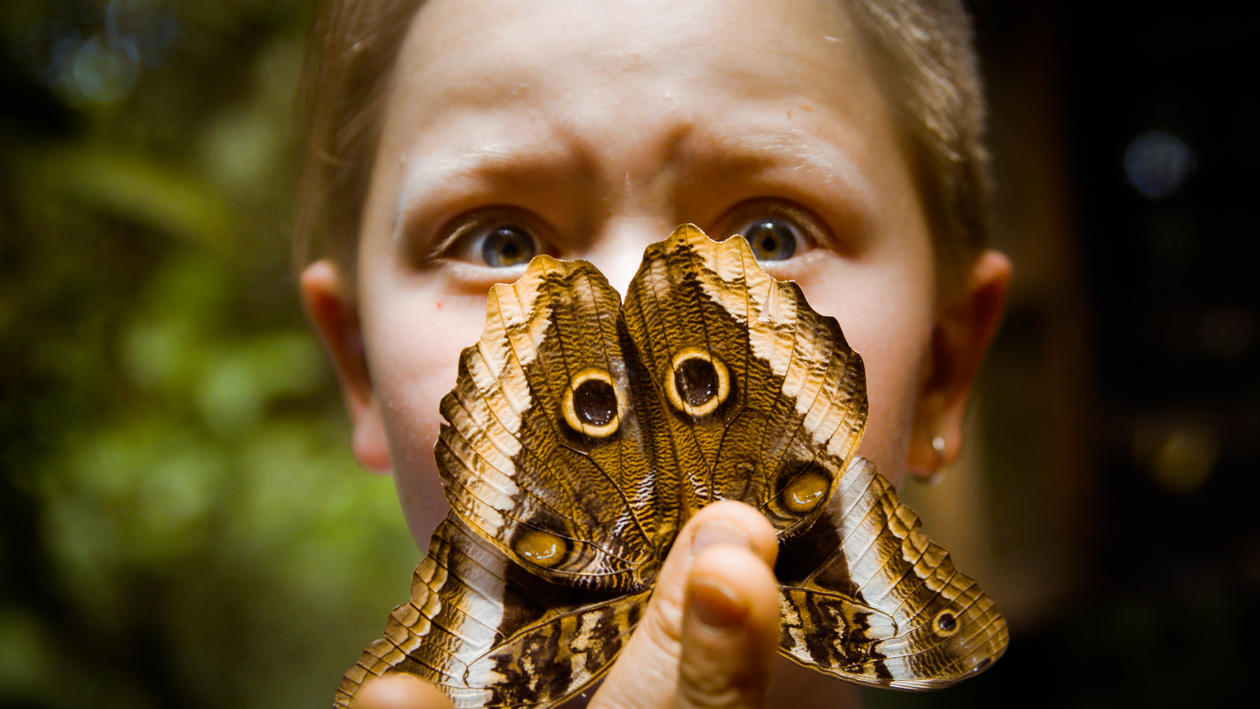 En del insekter får man også se i serien, her er noe som ser ut som en stor sommerfugl