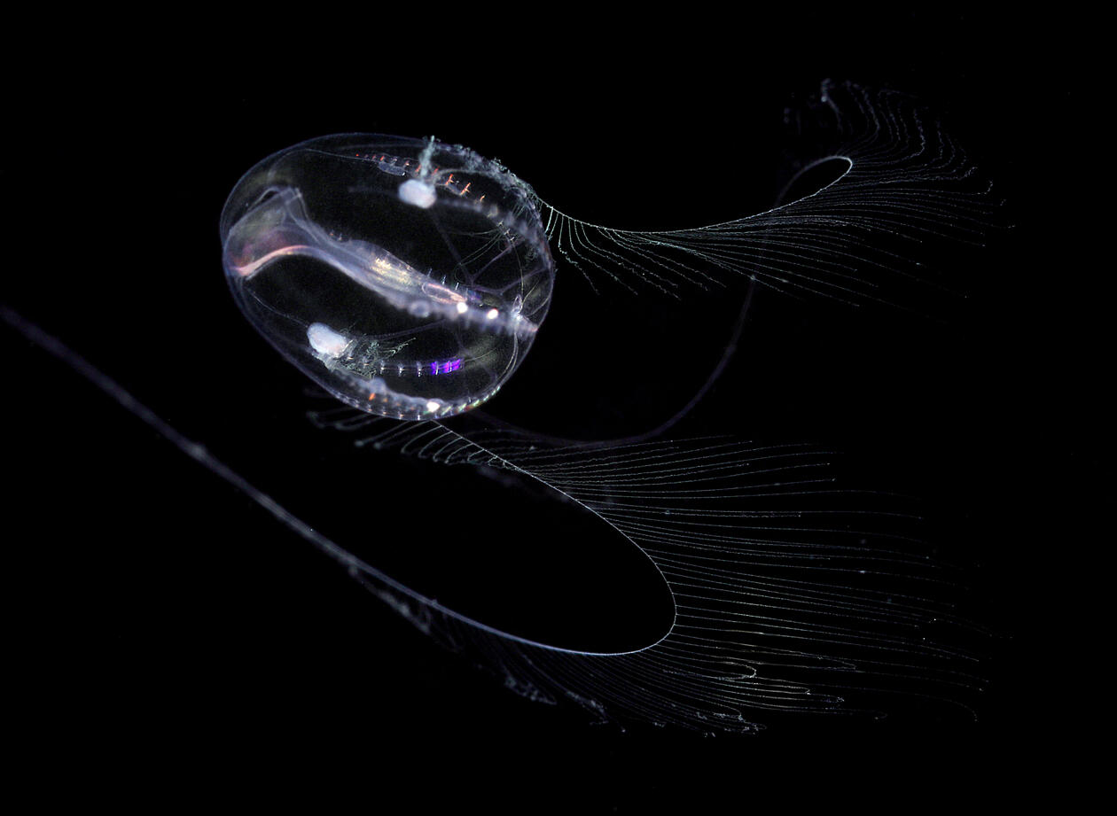 02_ctenophore_larva.jpg