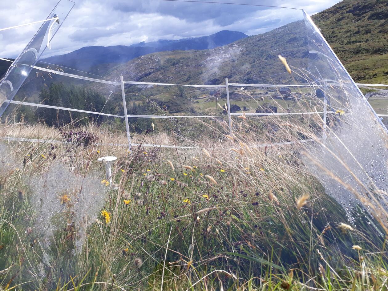 Vegetation inside an clear perspex open-top chamber on a grassy hillside