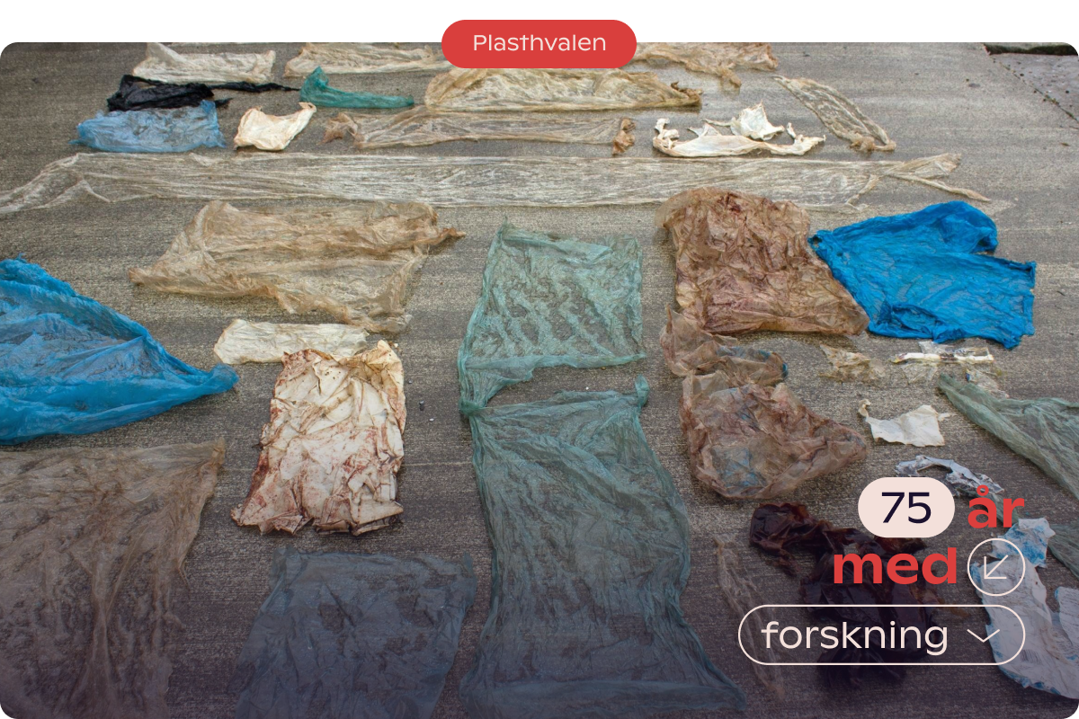 Plast fra plasthvalen