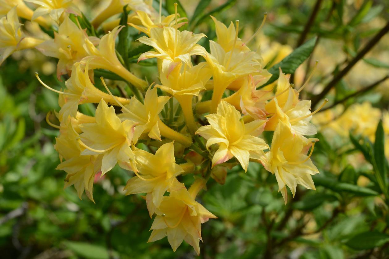 Rh Narcissiflora