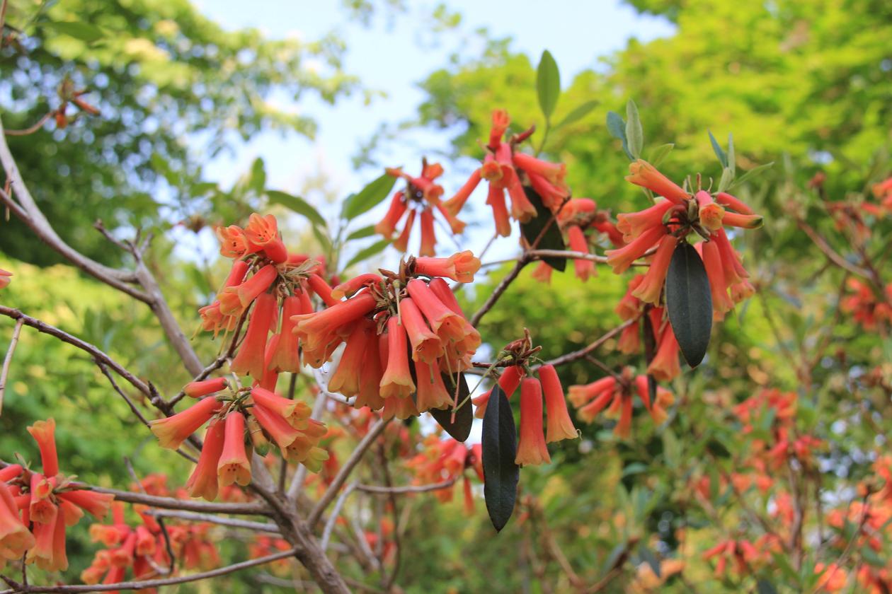 Rh cinnabarinum x keysii