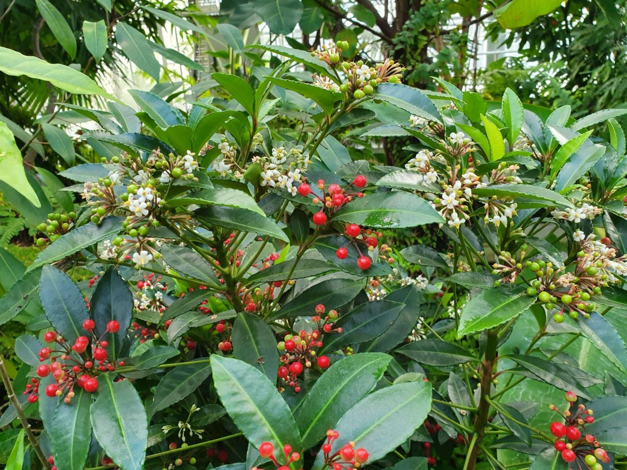 Ardisia crispa