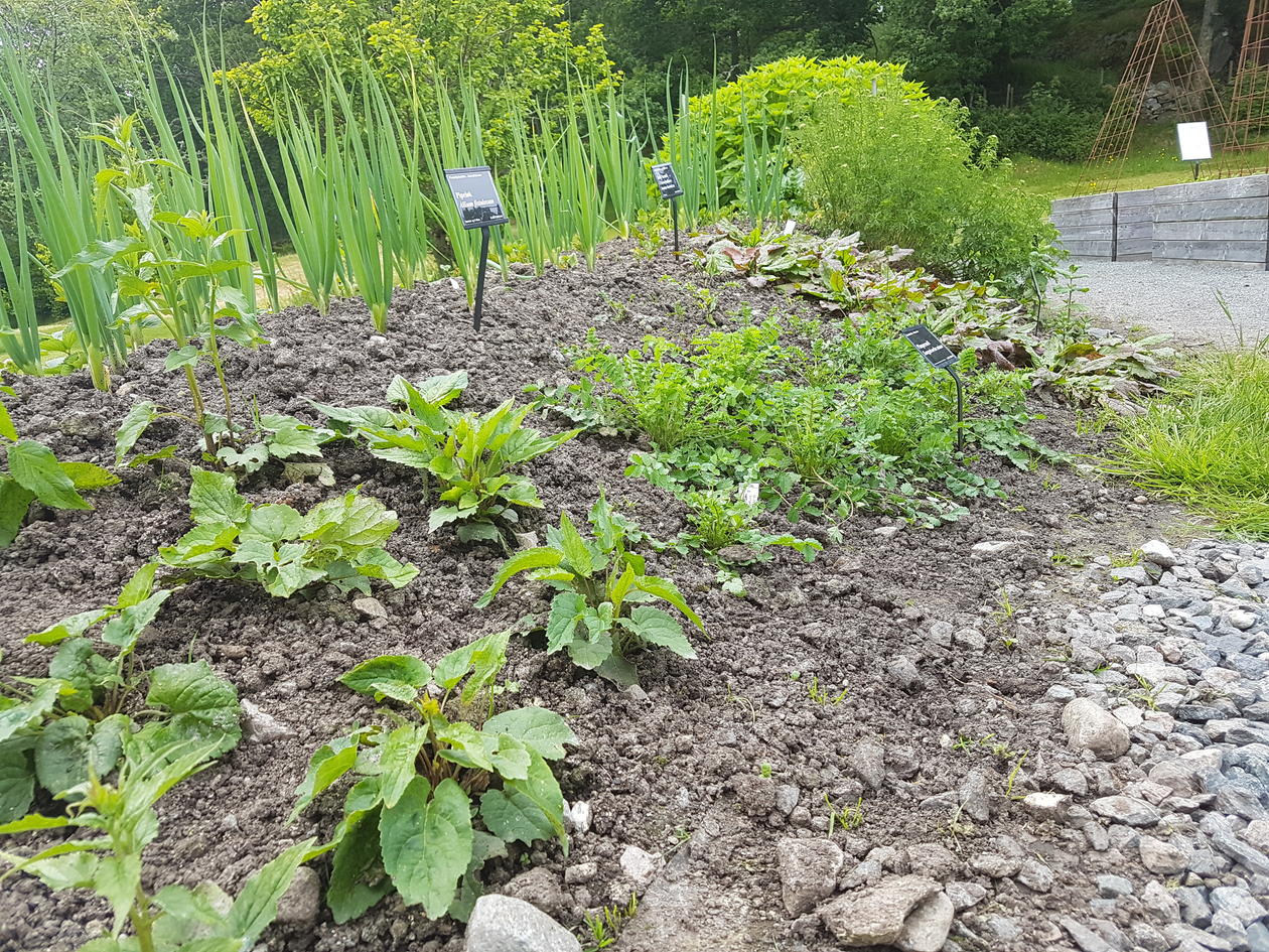 Bakkekultur i Botanisk hage