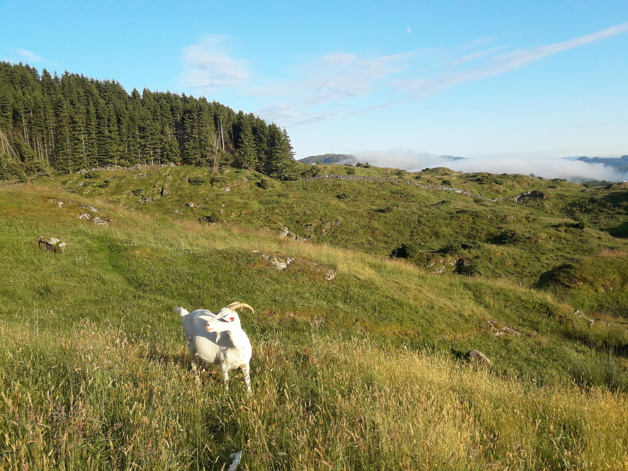 Goat grazing in outfield in Nordhordland, Western Norway