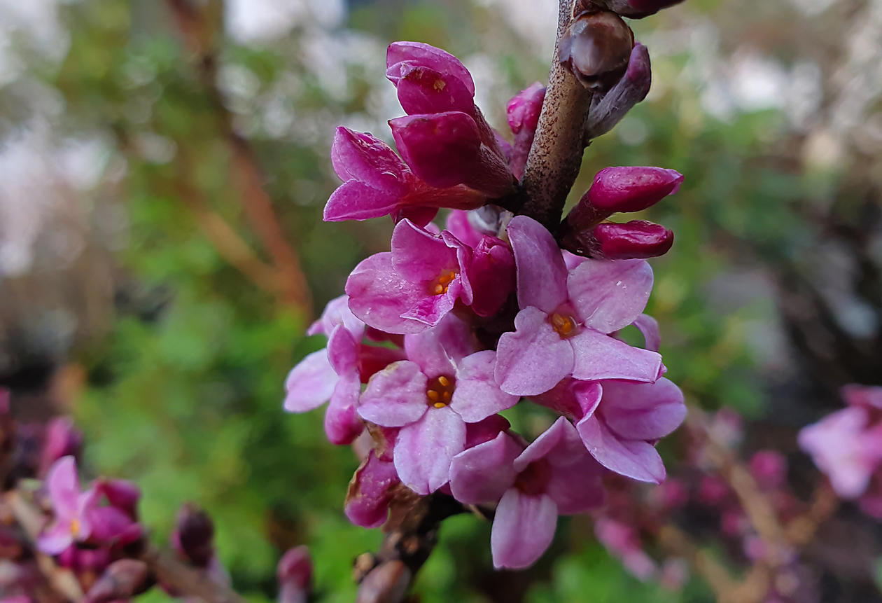 Tysbast i Muséhagen
