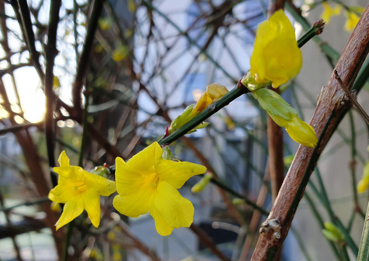 Jasminum nudiflorum