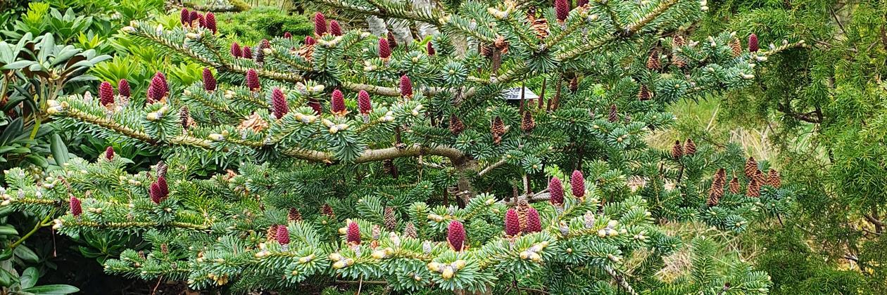 Abies koreana 'Bonsai Blue'