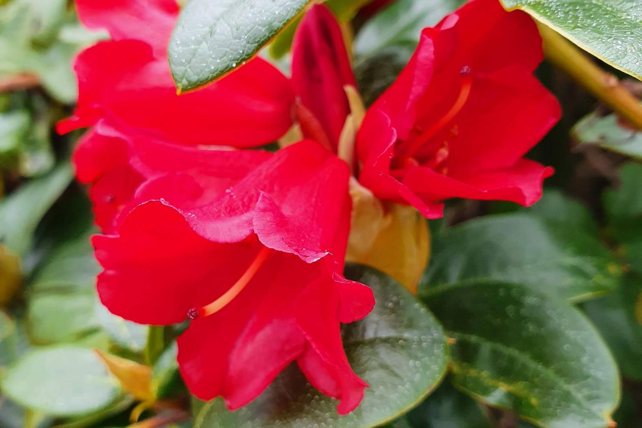 Rhododendron 'Bengal'