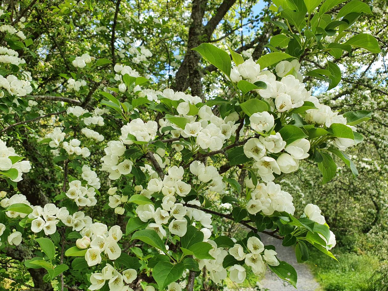 Apple blossom in May