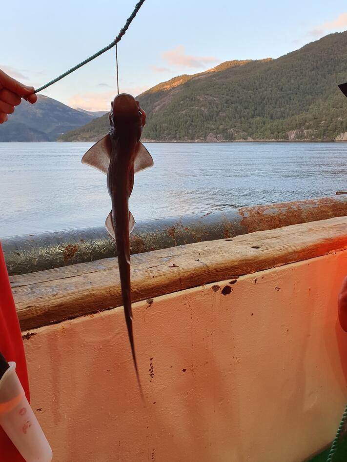 A blackmouth dogfish hooked to a longline