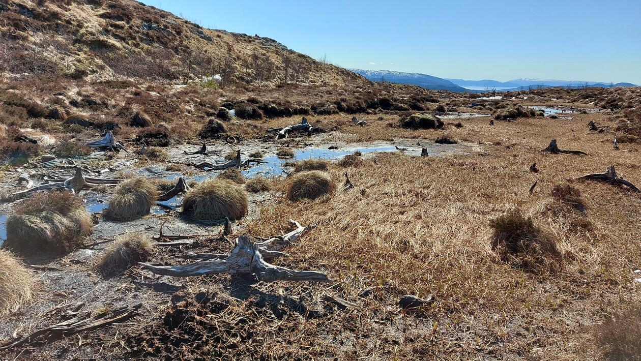 Furustubber som stikker opp av myra er rester etter gammel skog