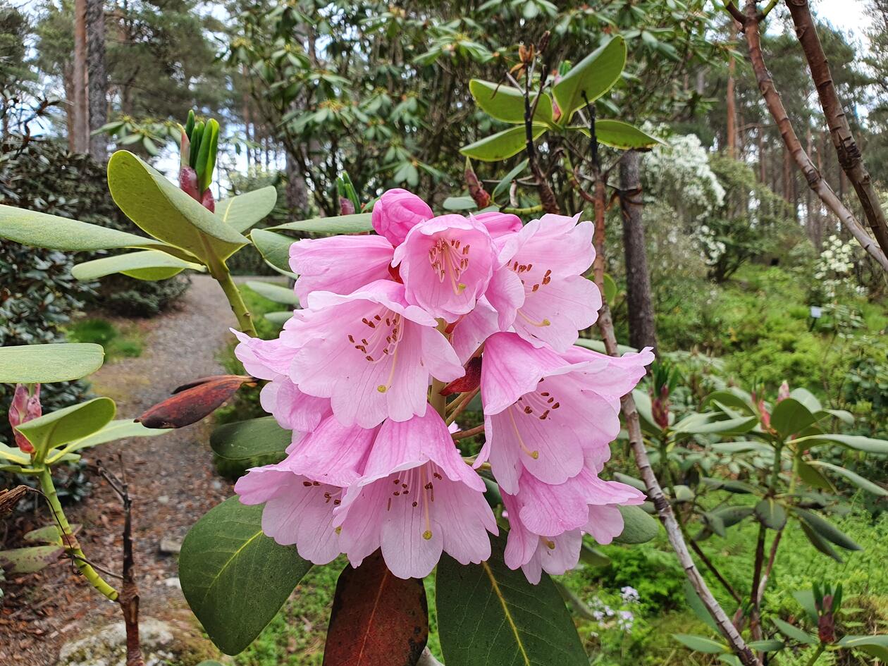 Rhododendron pachypodum