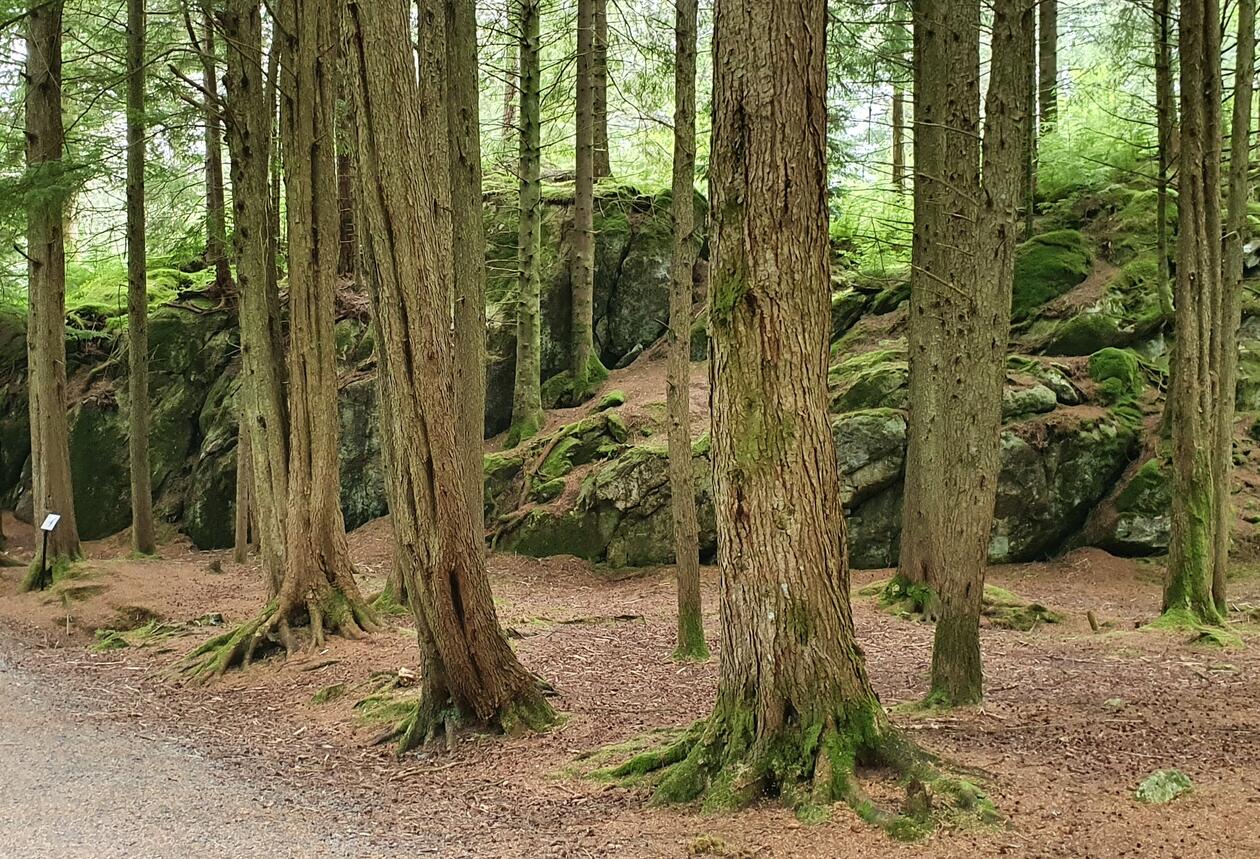 Hemlokkskog skygger ut all annen vegetasjon