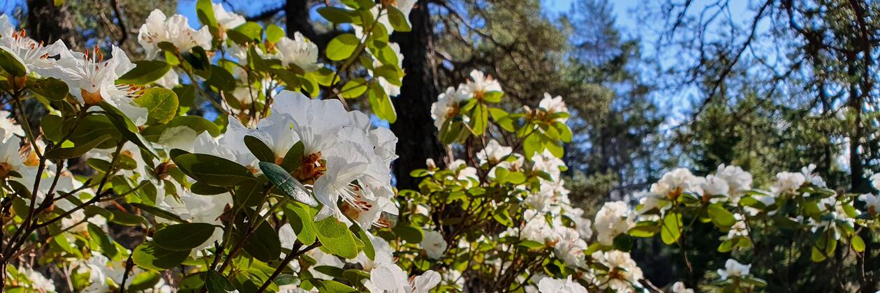 Rhododendron 'Sanderling'
