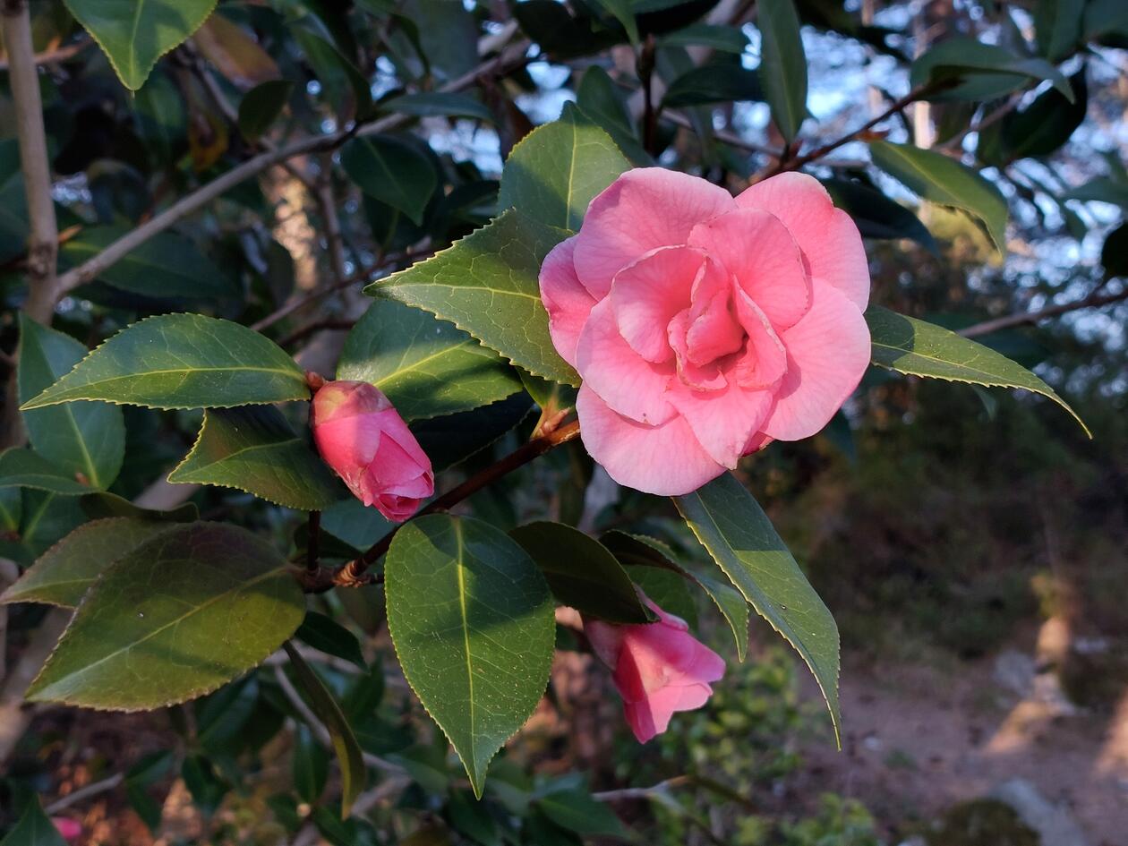 Camellia 'Leonard Messel' i blomst