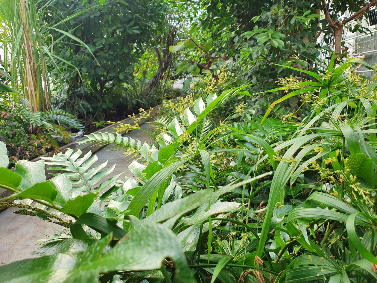 Inside the tropical glasshouse at Milde