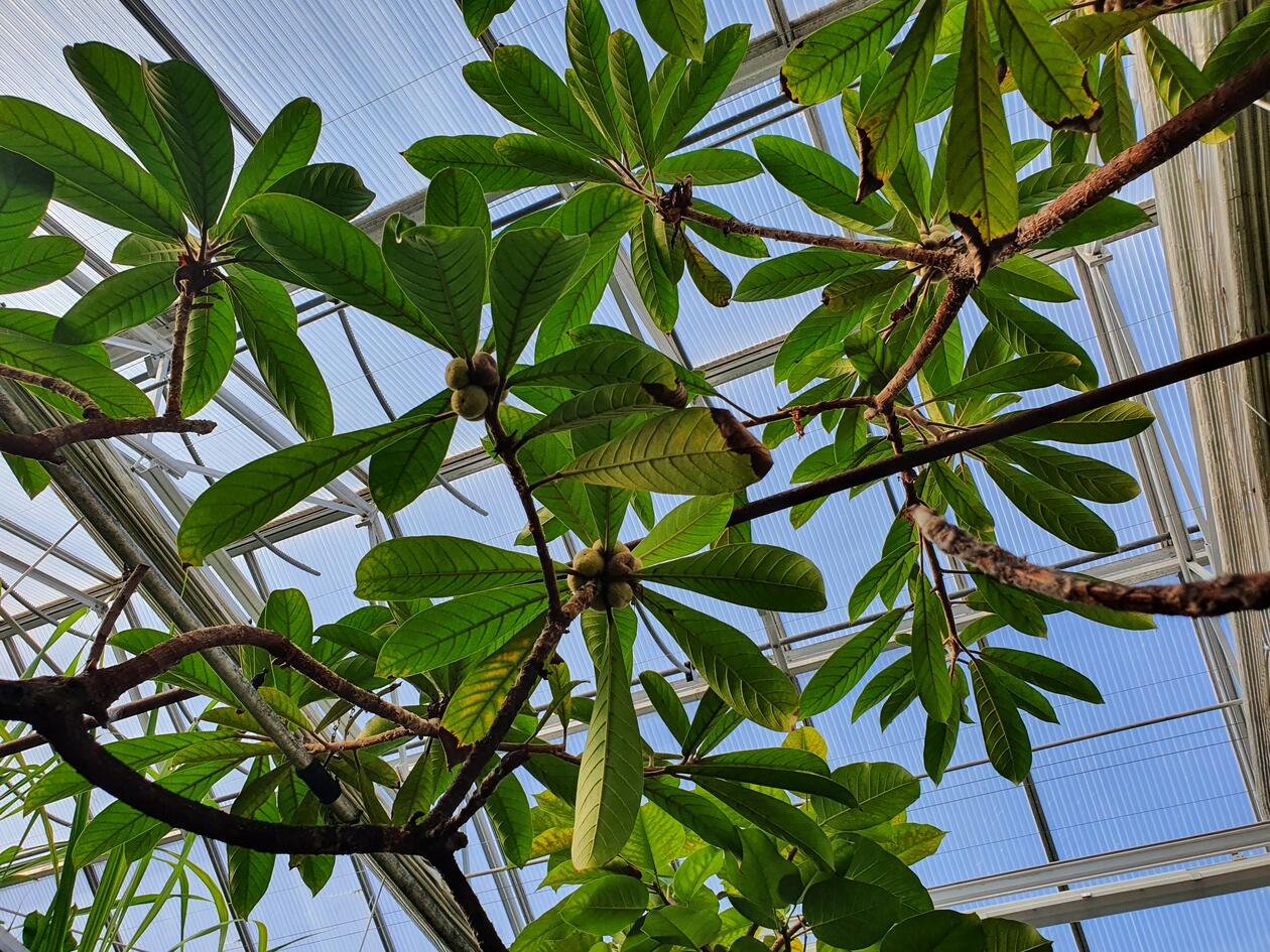 Ficus saussureana mot blå himmel over veksthuset