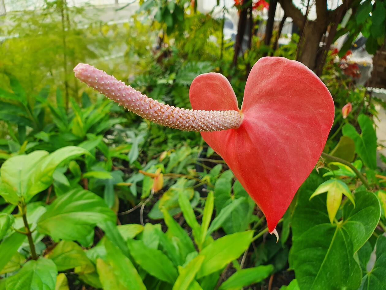 U-1995.0012 Anthurium andraeanum