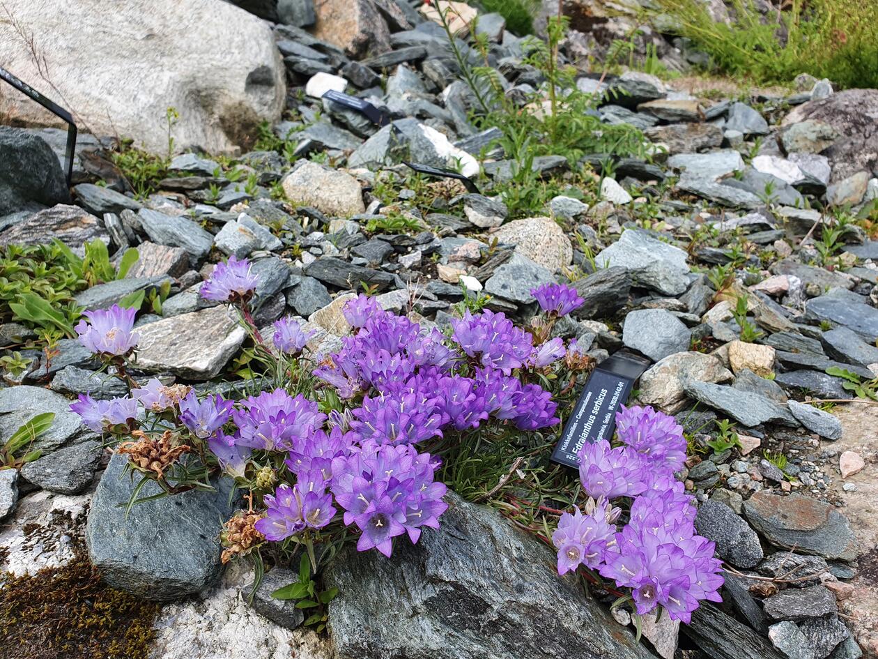 Edraianthus serbicus en blå liten klokkeformet blomst