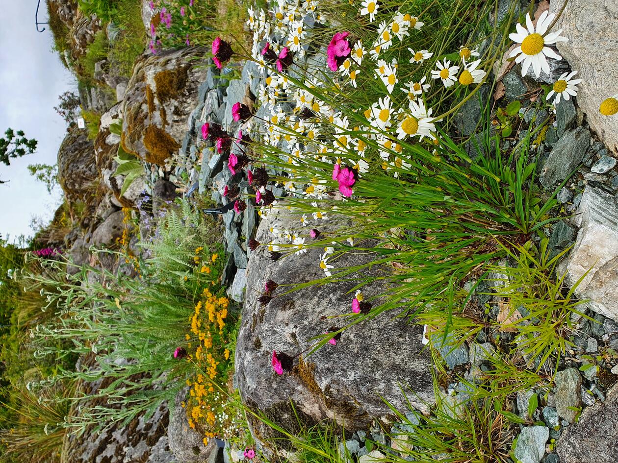 Blomstring i Fjellhagen