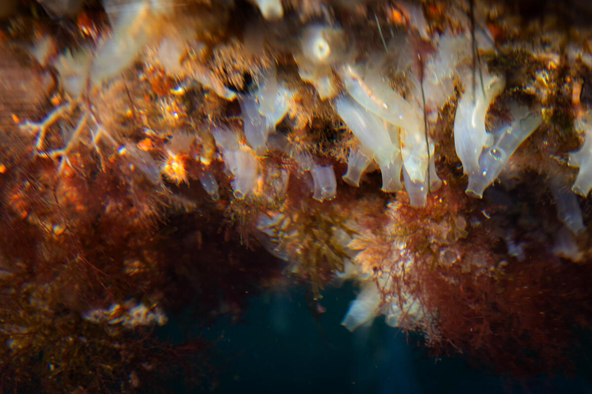 image of ciona underwater