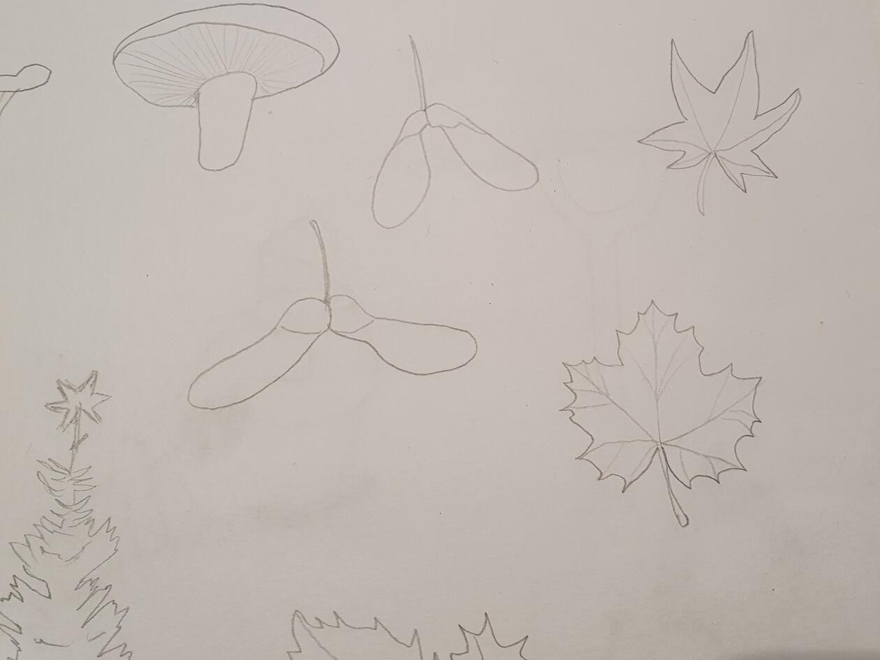 Pencil drawings of foliage and mushrooms in black on white paper