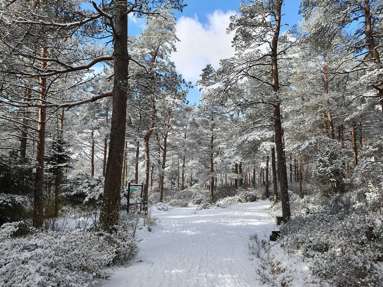 Rhododendron species collection in winter