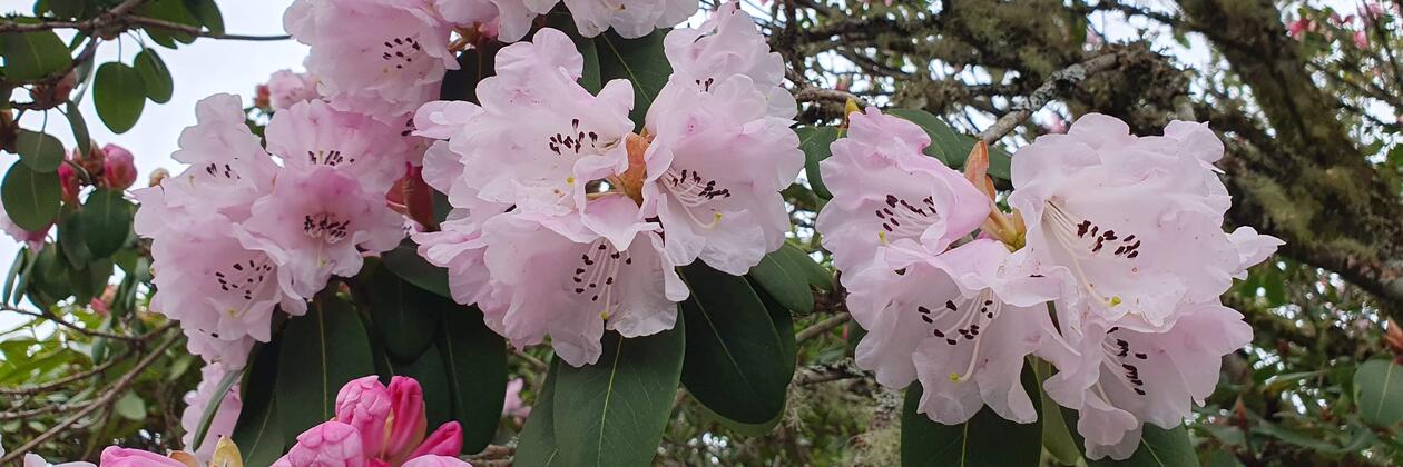 Rhododendronblomstring