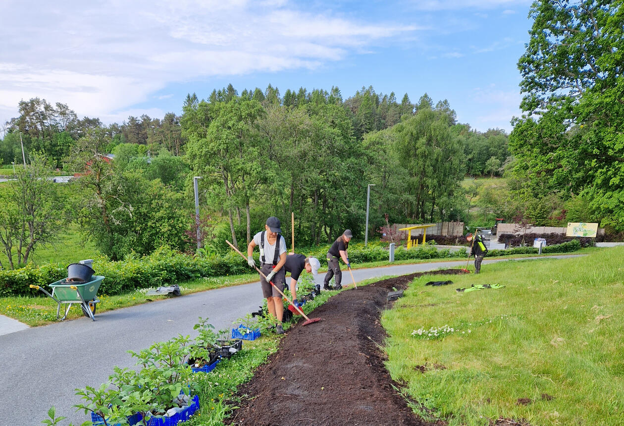 Utplanting av georginer