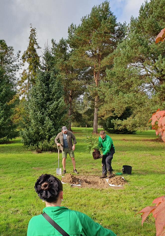 The planting of a young Wollemi pine