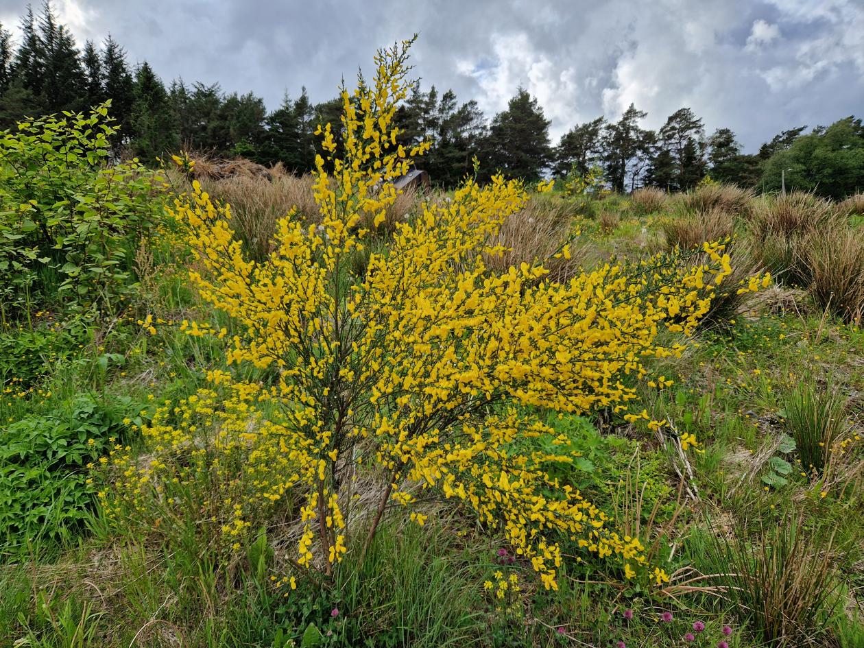 Parkslirekne og gyvel som har forvillet seg sammen