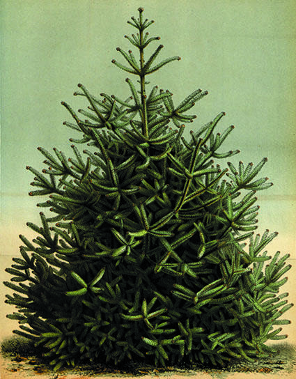 Picea abies fra Houtte, L. van, Flore des serres et des jardin de l’Europe [L. van Houtte], vol. 14 (1861).