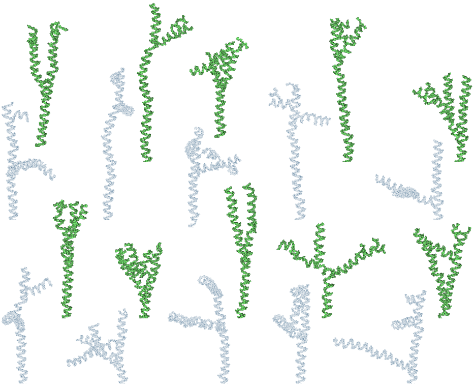 Green PARP representations in the attached figure were partially flattened in order to reveal the branching structure as-good-as-possible, while the gray representations show simple projections from 3D to 2D.