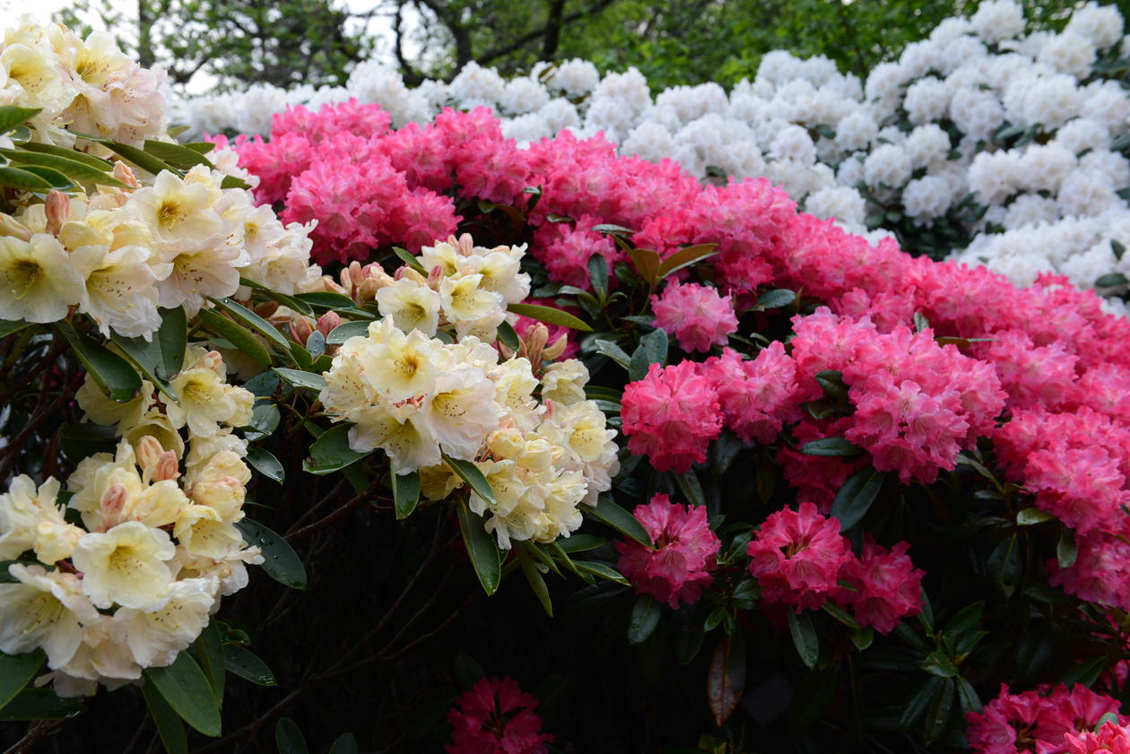 Morgenrot Schneekrone