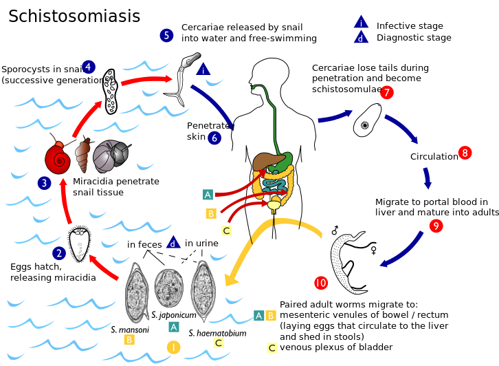 schistosoma life cycle