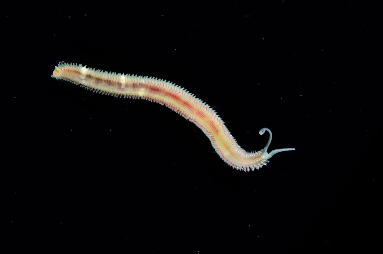 Marine worm