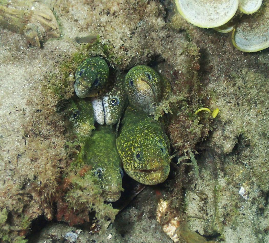A family of moray eels