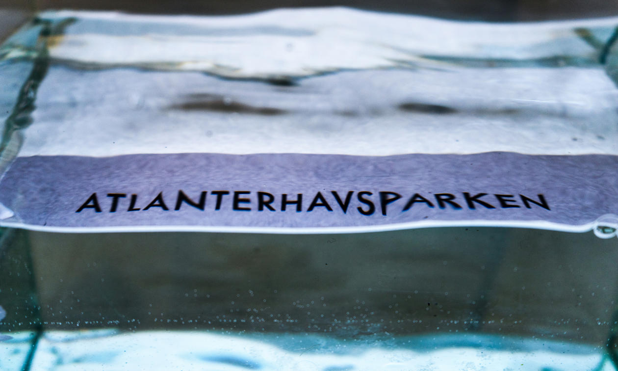 June Kristin Aarseth