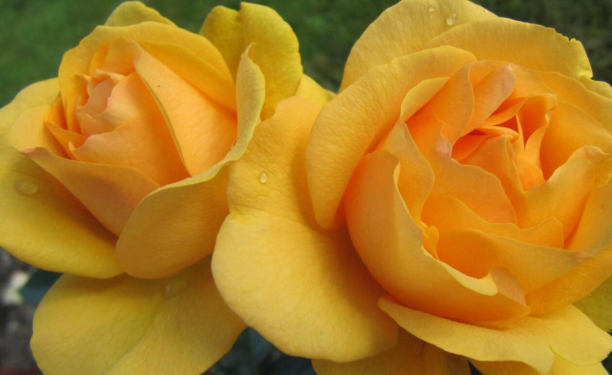 blomstrende gul rose