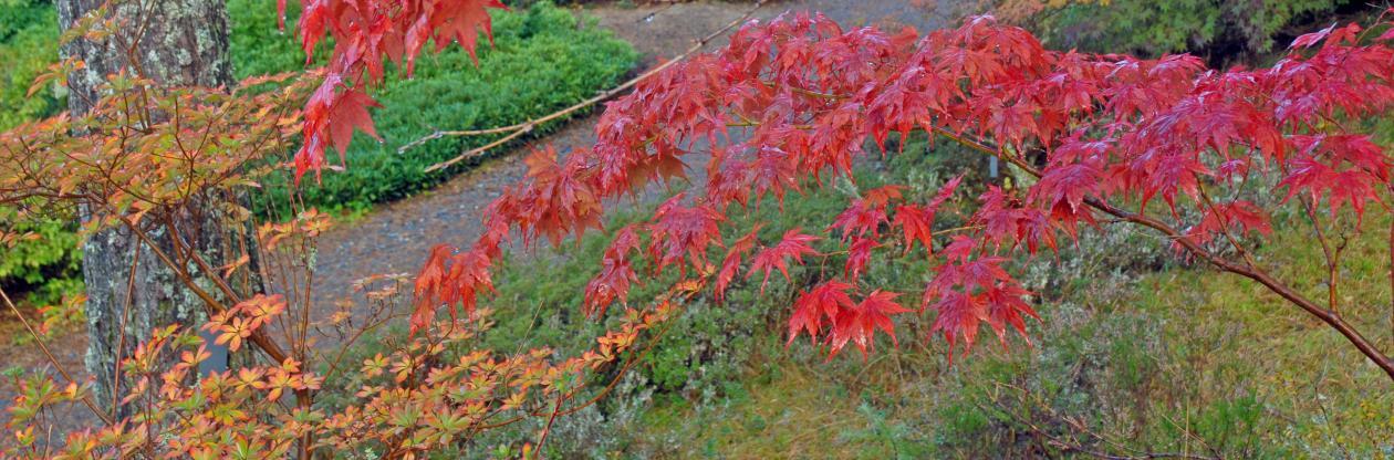Acer palmatum  and Rhododendron