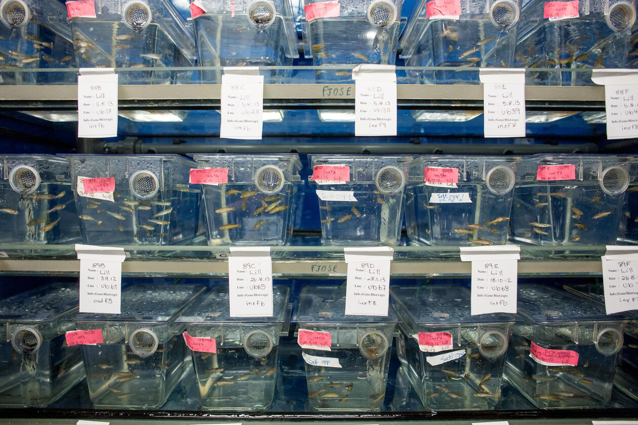 Photo of stack of fish tanks in the Zebrafish facility