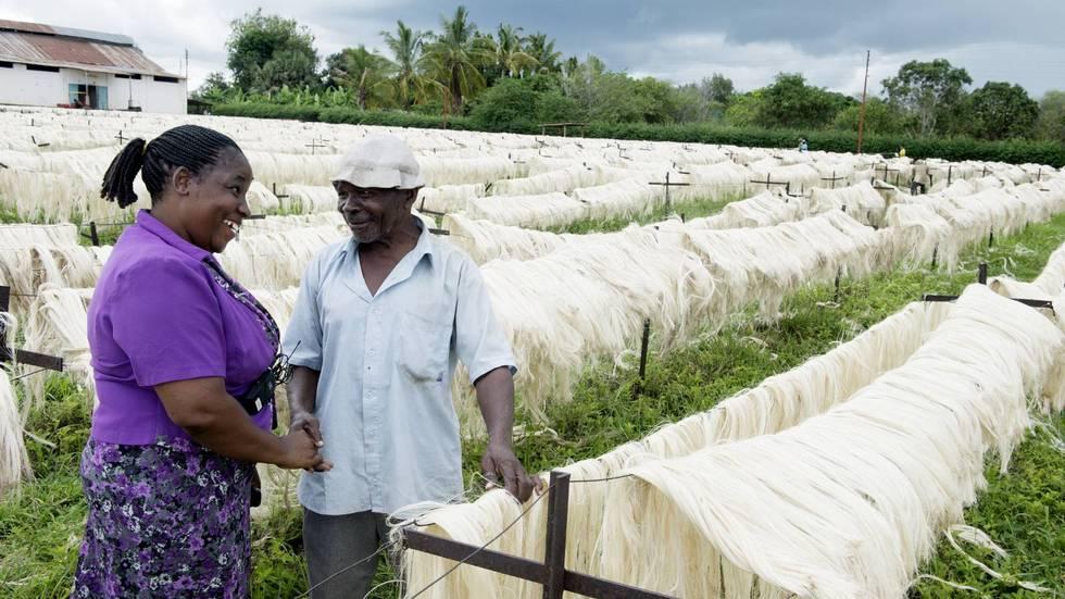 Tidligere PhD Akwilina Kayumba hilser på venn og arbeider Shabani Ngozi der han jobber ved tørkestativene på Pangawe-plantasjen i Tanzania.