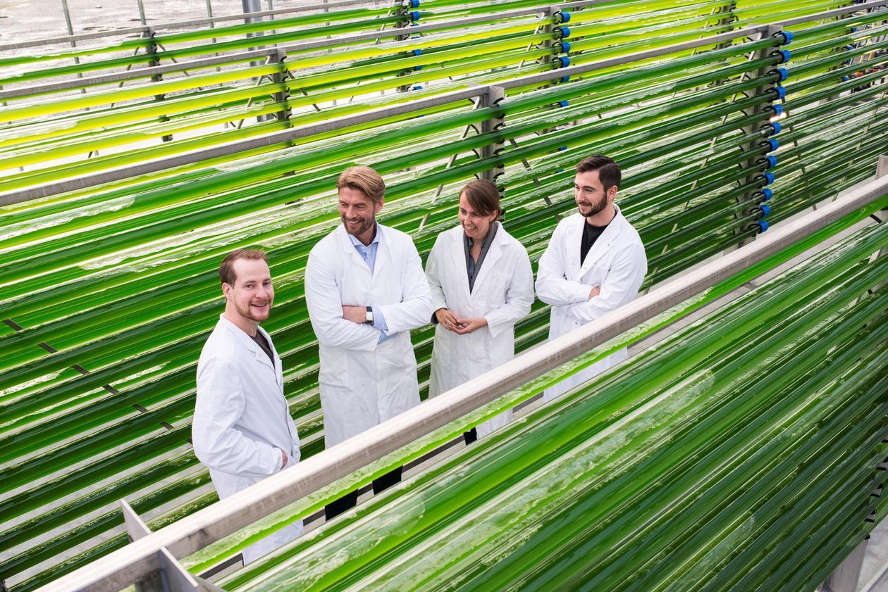 Bilete av 4 forskarar frå UiB og Uni Research mellom røyr der algane blir produserte.